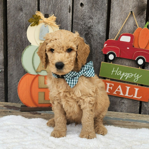 Goldendoodle Puppy Tator