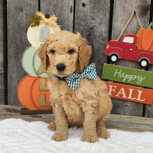 Goldendoodle Puppy Tator