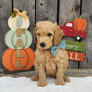 Goldendoodle Puppy Tator