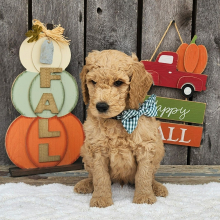 Goldendoodle Puppy Tator
