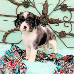 Cockalier Puppy Manny