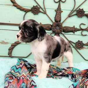 Cockalier Puppy Manny