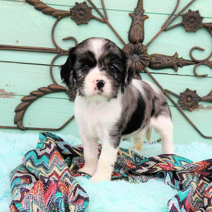 Cockalier Puppy Manny