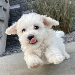Bichon Frise Puppy Bubba