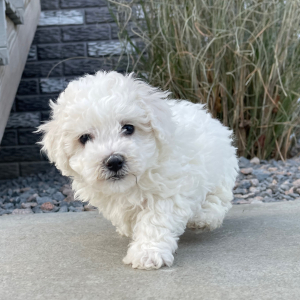 Bichon Frise Puppy Bubba
