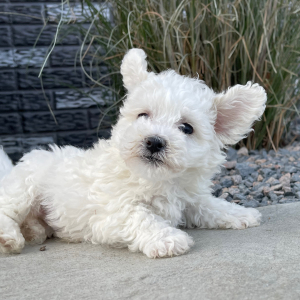 Bichon Frise Puppy Bubba