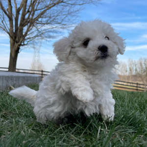 Bichon Frise Puppy Bubba