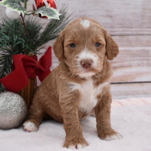 Goldendoodle Puppy Dally