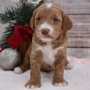 Goldendoodle Puppy Dally