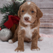 Goldendoodle Puppy Dally