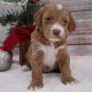 Goldendoodle Puppy Dally