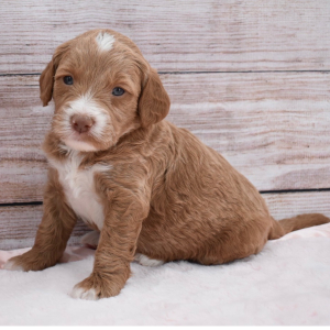 Goldendoodle Puppy Dally