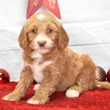 Goldendoodle Puppy Dally