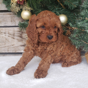 Cavapoo Puppy Lola