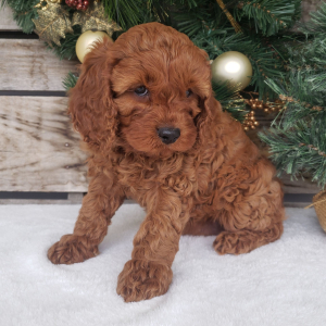Cavapoo Puppy Lola