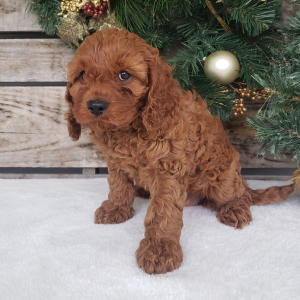 Cavapoo Puppy Lola