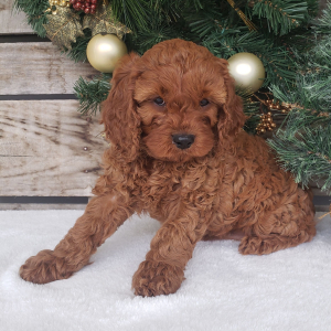 Cavapoo Puppy Lola