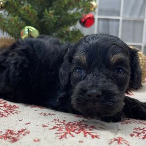 Cockapoo Puppy Bennett