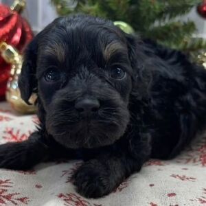Cockapoo Puppy Bennett