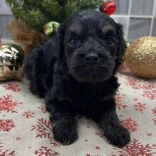 Cockapoo Puppy Bennett