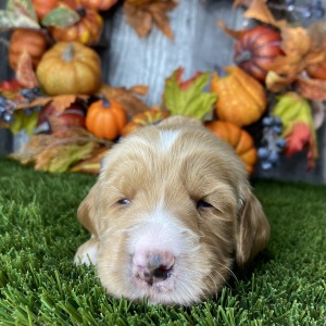 Goldendoodle Puppy Brooks