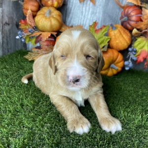 Goldendoodle Puppy Brooks