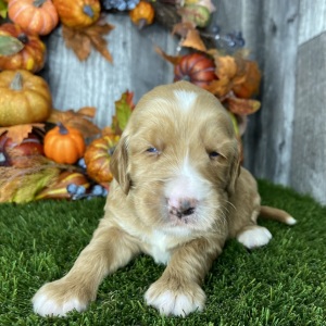 Goldendoodle Puppy Brooks