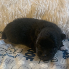 Pomeranian Puppy Rascal