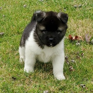 Akita Puppy Ula