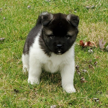 Akita Puppy Ula