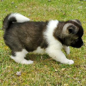Akita Puppy Ula