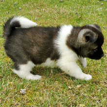 Akita Puppy Ula