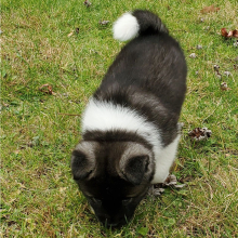 Akita Puppy Ula