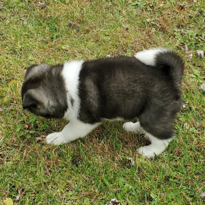 Akita Puppy Ula