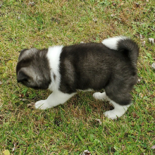 Akita Puppy Ula