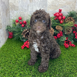 Poodle Puppy Brynn