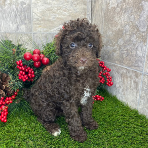 Poodle Puppy Brynn