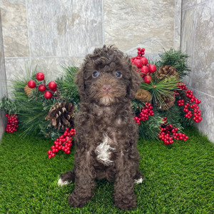 Poodle Puppy Brynn