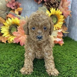 Poodle Puppy Sawyer