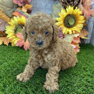 Poodle Puppy Sawyer