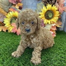Poodle Puppy Sawyer
