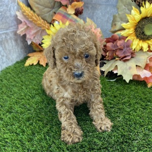 Poodle Puppy Sawyer