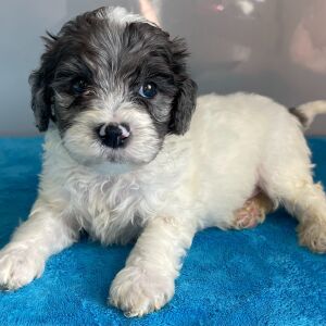 Bernedoodle Puppy Zayd