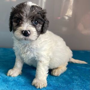 Bernedoodle Puppy Zayd