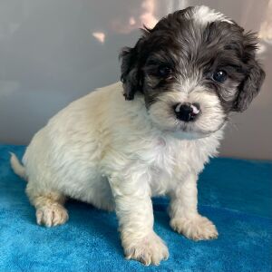 Bernedoodle Puppy Zayd