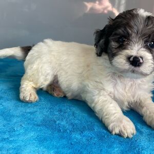 Bernedoodle Puppy Zayd