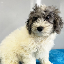 Bernedoodle Puppy Zayd