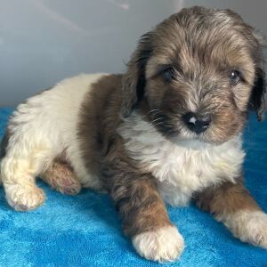 Bernedoodle Puppy Zeke