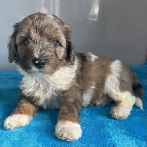 Bernedoodle Puppy Zeke