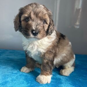 Bernedoodle Puppy Zeke